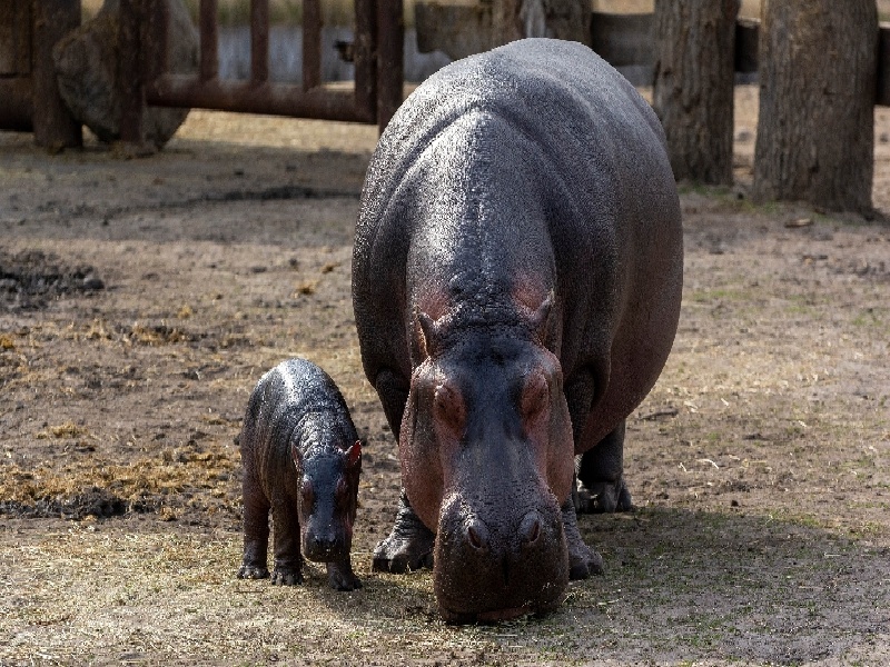 海口试管移植48天流血（加强测试管理）